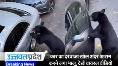 Bear Viral Video