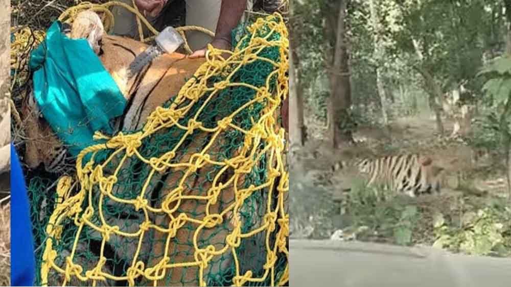 छत्तीसगढ़-भाटापारा में बाघ को किया रेस्क्यू, वन विभाग ने तमोर पिंगला टायगर रिजर्व में छोड़ा 1 Chhattisgarh 03 1 24 छत्तीसगढ़-भाटापारा में बाघ को किया रेस्क्यू, वन विभाग ने तमोर पिंगला टायगर रिजर्व में छोड़ा