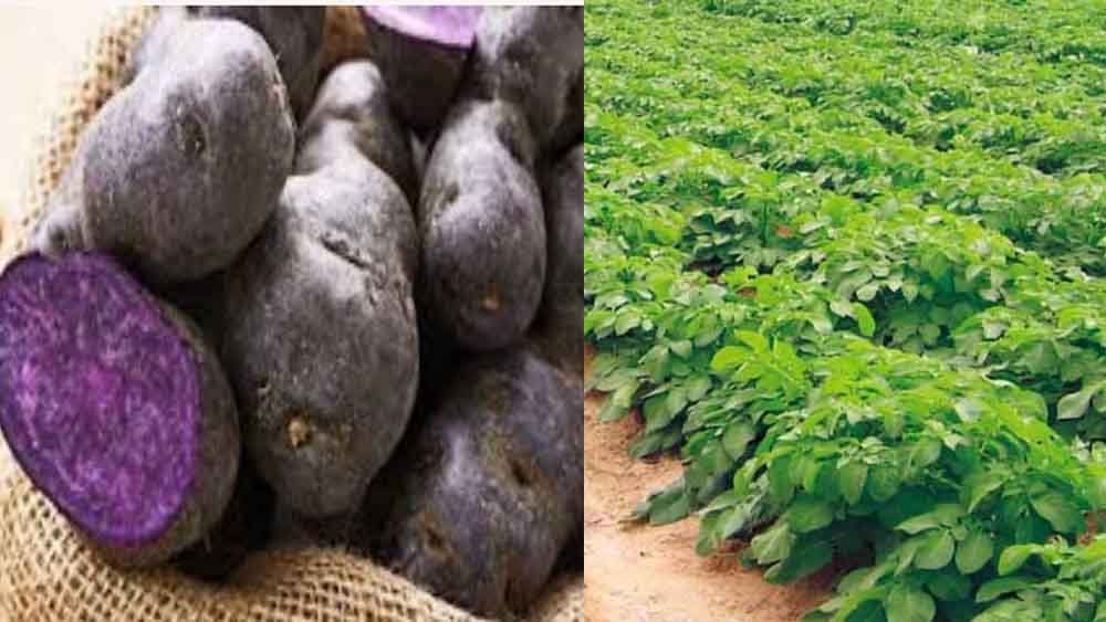 छत्तीसगढ़ के किसान अब बोएंगे बैंगनी आलू, सेहतमंद के साथ होगा तगड़ा मुनाफा 1 Chhattisgarh 14 1 2 छत्तीसगढ़ के किसान अब बोएंगे बैंगनी आलू, सेहतमंद के साथ होगा तगड़ा मुनाफा