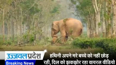 Elephant Mother Emotional Video