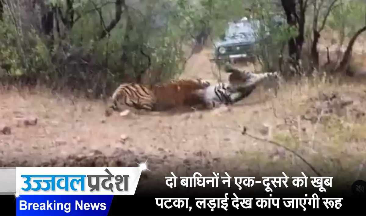 दो बाघिनों ने एक-दूसरे को खूब पटका, लड़ाई देख कांप जाएंगी रूह, देखें वायरल वीडियो 1 Latest Viral Video