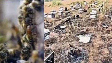 Rajasthan 03 1 1 राजस्थान-अलवर में बदमाशों ने मधुमक्खियों से भरे बॉक्स जलाए, पालक को लाखों का नुकसान