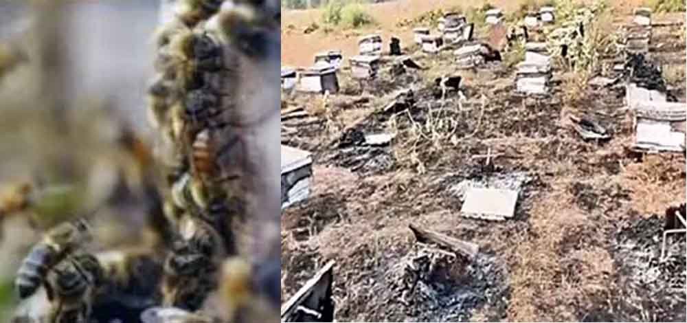राजस्थान-अलवर में बदमाशों ने मधुमक्खियों से भरे बॉक्स जलाए, पालक को लाखों का नुकसान 1 Rajasthan 03 1 1 राजस्थान-अलवर में बदमाशों ने मधुमक्खियों से भरे बॉक्स जलाए, पालक को लाखों का नुकसान