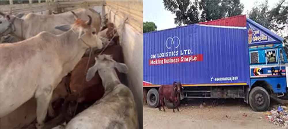 राजस्थान-केकड़ी में 77 गोवंश से भरा कंटेनर पुलिस ने जब्त किया, 19 की दम घुटने से मौत 1 Rajasthan 05 1 12 राजस्थान-केकड़ी में 77 गोवंश से भरा कंटेनर पुलिस ने जब्त किया, 19 की दम घुटने से मौत