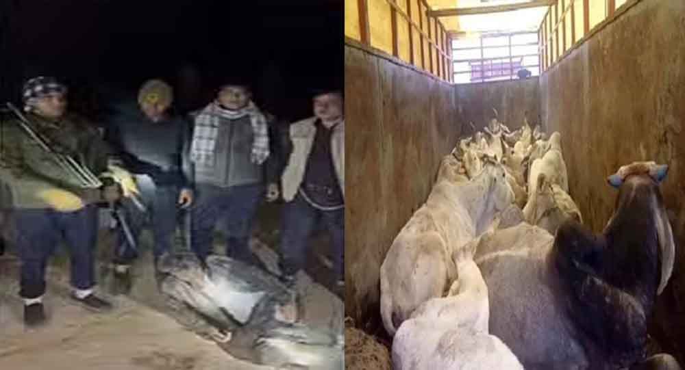 Rajasthan 06 1 22 राजस्थान-भरतपुर में QRT 5 और गौ तस्करों के बीच मुठभेड़, एक तस्कर हथियार सहित गिरफ्तार