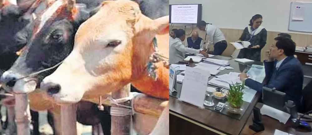राजस्थान-पशुपालन विभाग का डिजिटाइजेशन, टीकाकरण-प्रजनन और उपचार एकीकृत प्लेटफार्म पर होगा: डॉ. समित 1 Rajasthan 07 1 14 राजस्थान-पशुपालन विभाग का डिजिटाइजेशन, टीकाकरण-प्रजनन और उपचार एकीकृत प्लेटफार्म पर होगा: डॉ. समित