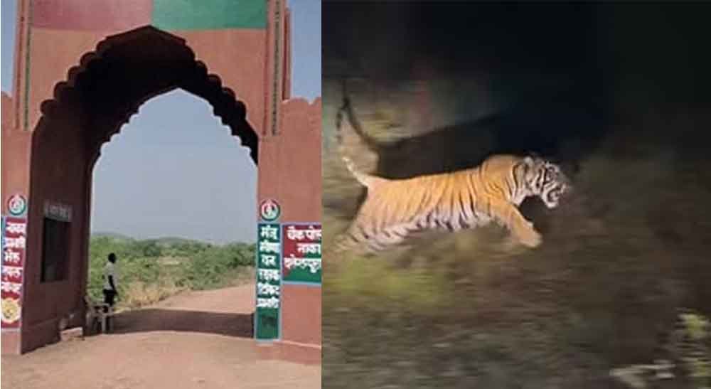 राजस्थान-बूंदी के रामगढ़ विषधारी टाइगर रिजर्व को मिला नया राजा, बाघ की शिफ्टिंग से बढ़ेगी रौनक 1 Rajasthan 09 1 7 राजस्थान-बूंदी के रामगढ़ विषधारी टाइगर रिजर्व को मिला नया राजा, बाघ की शिफ्टिंग से बढ़ेगी रौनक