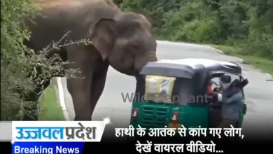 Viral Video In Elephant