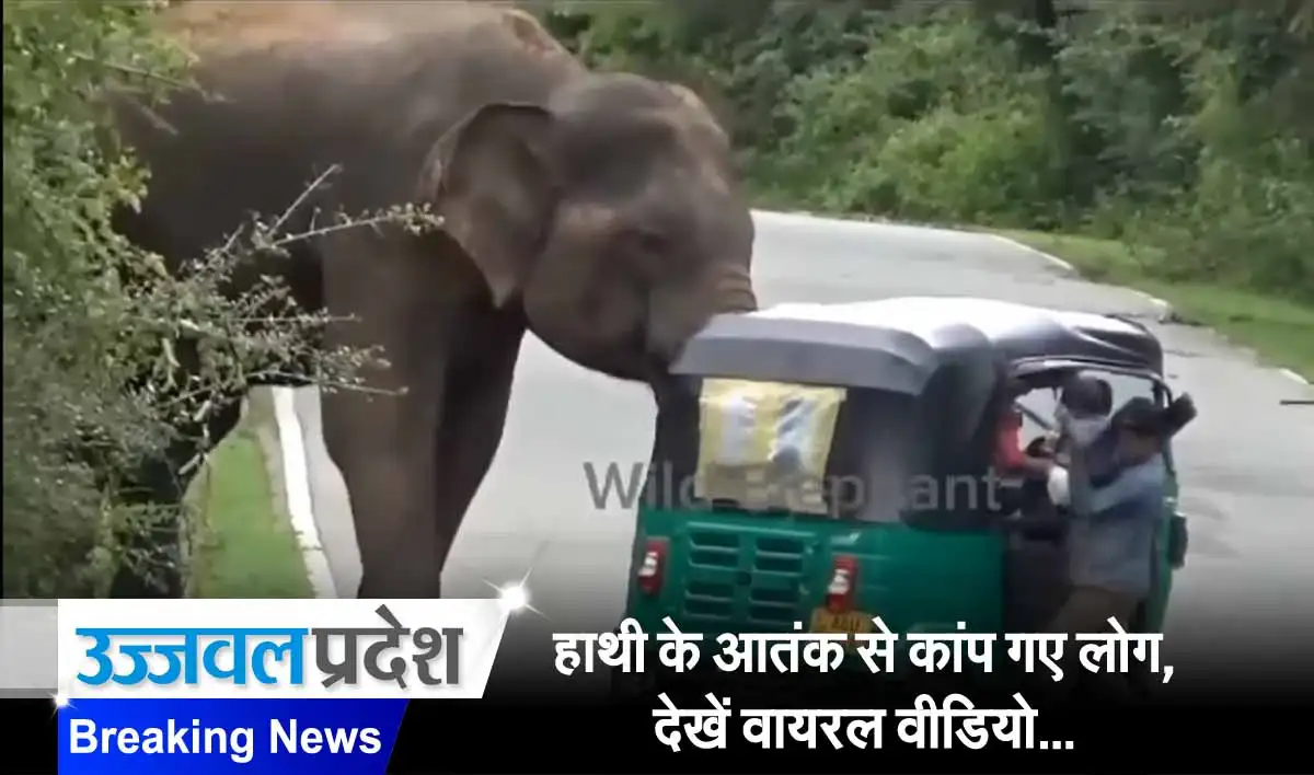 हाथी के आतंक से कांप गए लोग, देखें वायरल वीडियो... 1 Viral Video In Elephant