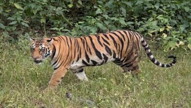 bagh 3 पेंच टाइगर रिजर्व के जंगल में बाघ ने युवक पर हमला किया, जिससे उसकी हुई मौत