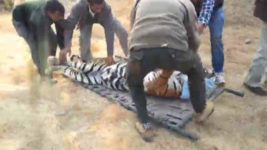 शहरी क्षेत्र में पहुंचा बाघ, वन विभाग की टीम ने रेस्क्यू कर पकड़ा 1 bhagh शहरी क्षेत्र में पहुंचा बाघ, वन विभाग की टीम ने रेस्क्यू कर पकड़ा