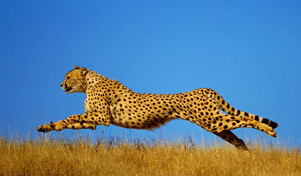 मादा चीता निर्वा स्वस्थ है 1 cheetah 47 2 मादा चीता निर्वा स्वस्थ है