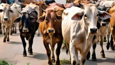 cow 1 सुबह टहलने निकले रिटायर फौजी को झुंड में बैठी गाय ने सींग मारी, अस्पताल में मौत