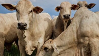 cow cow 40 4 बुरहानपुर में बूचड़ खाने से 400 किलो Beef बरामद, 3 थानों की पुलिस की कार्रवाई, काटे गए दो बैलों के अवशेष भी मिले