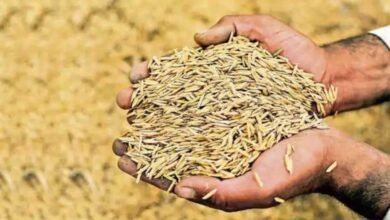 dhaan 38 1 जबलपुर में धान खरीदी के लिए जिला प्रशासन की तैयारी जोरों पर