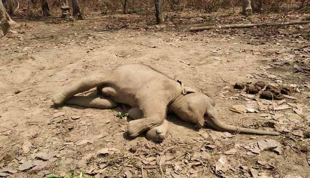 हाथी शावक की इलाज के दौरान मृत्यु 1 elephant death हाथी शावक की इलाज के दौरान मृत्यु