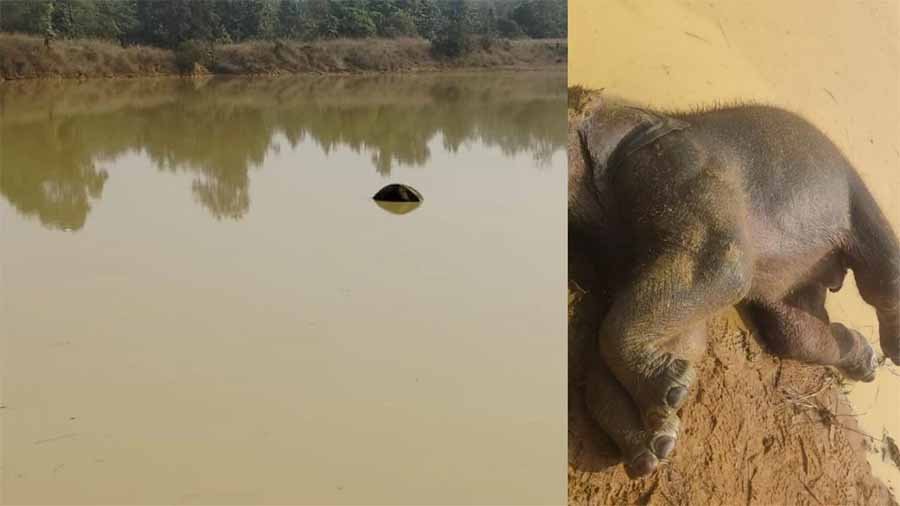 हाथी के बच्चे की मिली लाश, एक माह में पांच हाथियों की मौत 1 hathi हाथी के बच्चे की मिली लाश, एक माह में पांच हाथियों की मौत