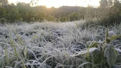 1 538 CG Weather Update: छत्तीसगढ़ में कड़ाके की ठंड, पत्तों पर जमी बर्फ की चादर