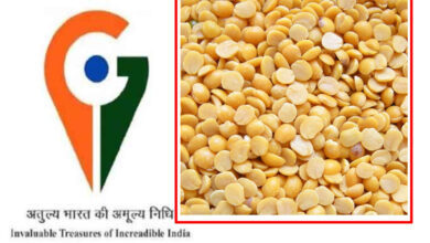 23A 100 अरहर दाल बदल देगी बुंदेलखंड की किस्मत, अब मिलेगी अंतरराष्ट्रीय पहचान, GI टैग की प्रक्रिया शुरू