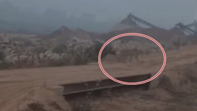 25A 56 कूनो नेशनल पार्क से छोड़ी गई अग्नि चीता श्योपुर के अंदर पहुंची, कुत्ते का किया शिकार