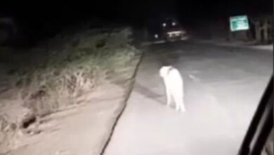 26A 78 कूनो नेशनल पार्क से निकलकर शहरी इलाके में पहुंचा चीता आज भी वापस नहीं लौटा