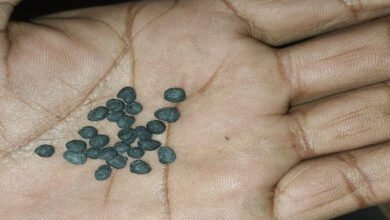 5A 15 किसान ओरिजनल की जगह डुप्लीकेट खाद खरीदने को मजबूर