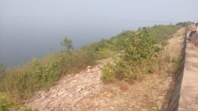 6A 38 बड़े वृक्ष पिचिंग को कर रहे खोखला बाँध को खतरा