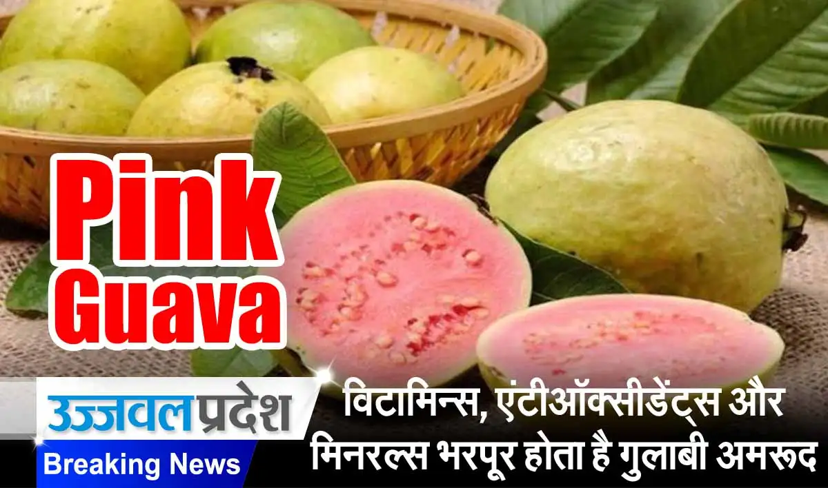 विटामिन्स, एंटीऑक्सीडेंट्स और मिनरल्स भरपूर होता है Pink Guava 1 Pink Guava