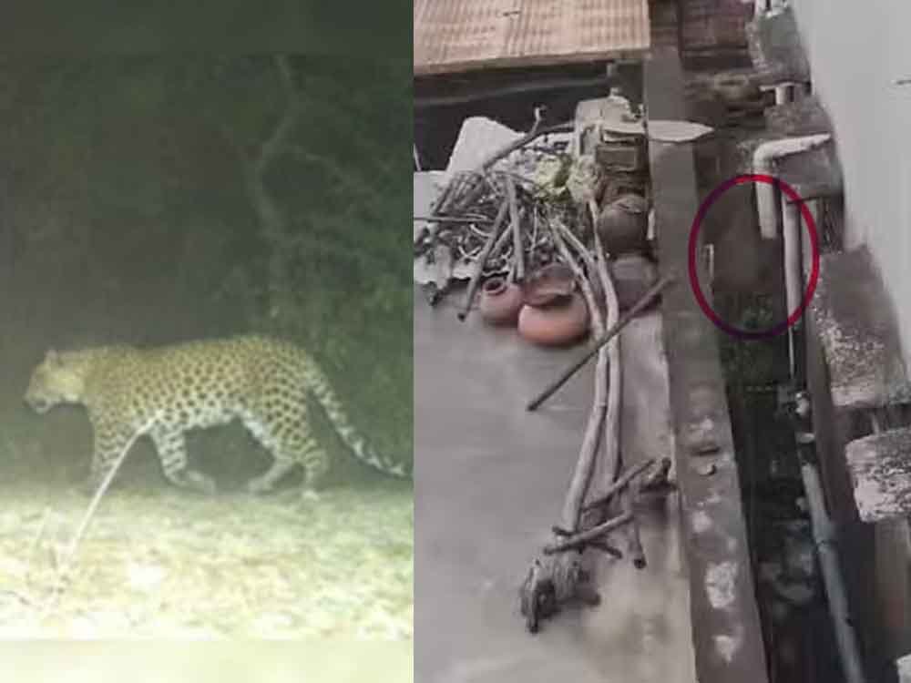 राजस्थान-अलवर में पैंथर को वन विभाग ने किया ट्रैंकुलाइज, धर्मशाला के पास दिखने से फैली दहशत 1 Rajasthan 02 1 23 राजस्थान-अलवर में पैंथर को वन विभाग ने किया ट्रैंकुलाइज, धर्मशाला के पास दिखने से फैली दहशत