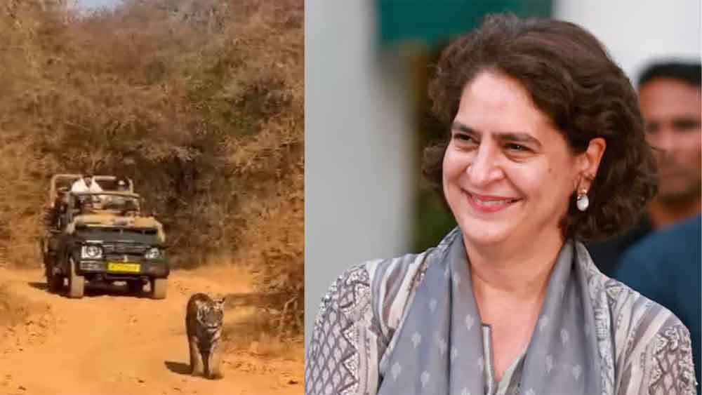 राजस्थान-सवाई माधोपुर की तीन दिवसीय निजी यात्रा पर पहुंचीं प्रियंका, रणथंभौर में टाइगर सफारी का उठाया लुत्फ 1 Rajasthan 04 1 4 राजस्थान-सवाई माधोपुर की तीन दिवसीय निजी यात्रा पर पहुंचीं प्रियंका, रणथंभौर में टाइगर सफारी का उठाया लुत्फ