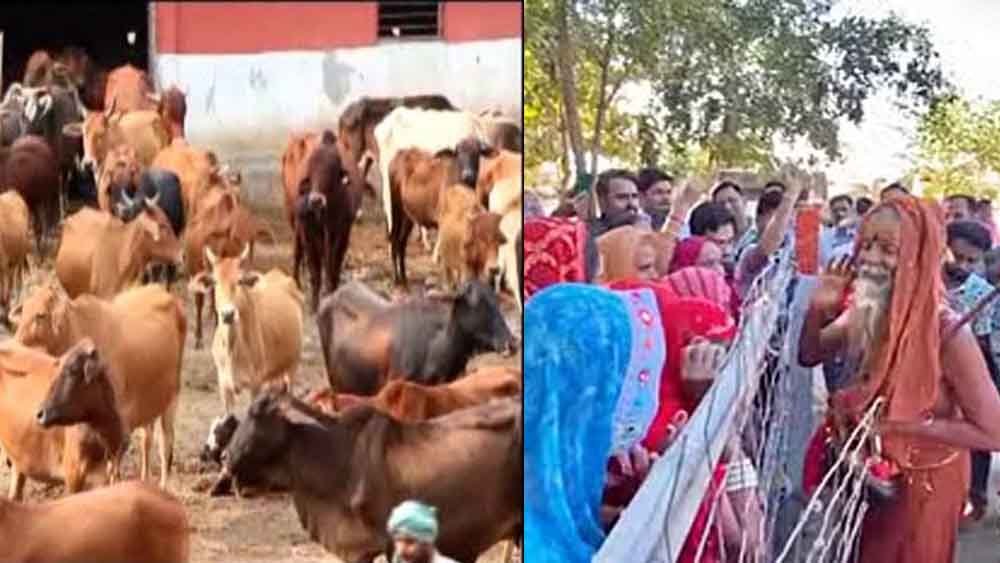 राजस्थान-सिरोही की अर्बुदा गौनंदीशाला पहुंचे पथमेड़ा के गौ ऋषि अवधेश चैतन्य, गौमाता के आशीर्वाद का बताया महत्व 1 Rajasthan 04 1 5 राजस्थान-सिरोही की अर्बुदा गौनंदीशाला पहुंचे पथमेड़ा के गौ ऋषि अवधेश चैतन्य, गौमाता के आशीर्वाद का बताया महत्व