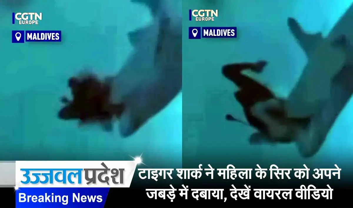 टाइगर शार्क ने महिला के सिर को अपने जबड़े में दबाया, देखें वायरल वीडियो 1 Tiger shark Viral Video