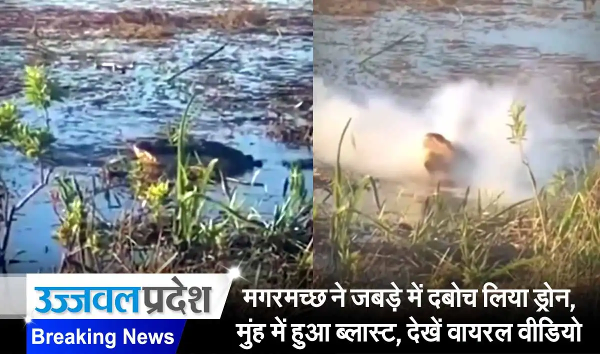 मगरमच्छ ने जबड़े में दबोच लिया ड्रोन, मुंह में हुआ ब्लास्ट, देखें वायरल वीडियो 1 Viral Video on Crocodile