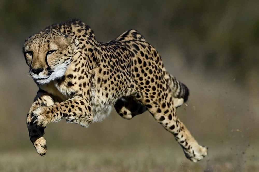 cheetah 33 3 कूनो जंगल में आजाद किए जाएंगे दो चीते, चीता दिवस पर संचालन समिति लेगी फैसला