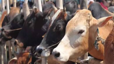cow cow 40 1 प्रदेश के प्रत्येक विकासखंड में एक वृंदावन ग्राम स्थापित होगा, जनसंख्या दो हजार और कम से कम पांच सौ गोवंश होंगे