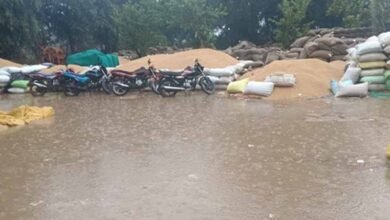 dhan 1 बारिश से किसान परेशान, कटनी और उमरिया में खरीदी केंद्रों पर बारिश के पानी से धान भीगी