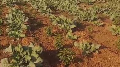 kheti1 अवैध मिट्टी उत्खनन और चरोखर भूमि पर फसल उत्पादन को लेकर ग्रामीणों में भारी आक्रोश