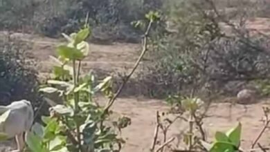 1 119 बैढ़न कोतवाली थाना क्षेत्र के अंतर्गत हिर्वाह गनियारी रेलवे क्रॉसिंग के बगल में नदी में अवैध खनन का कारोबार जोरों पर