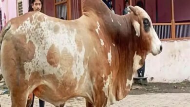 1A 57 1 बुरहानपुर में अजीबोगरीब मामला, एक बैल के खो जाने से पूरा गांव परेशान