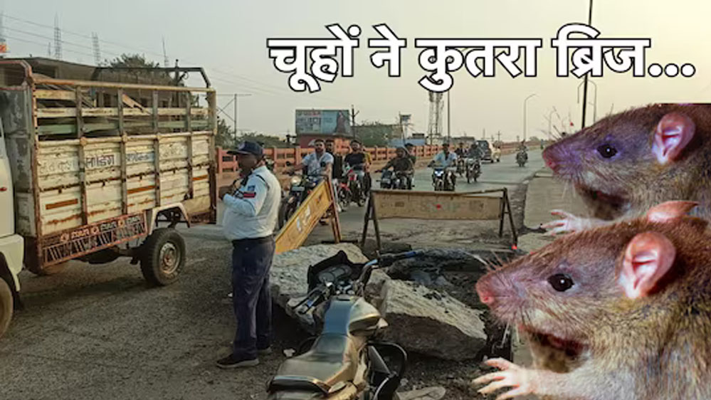 MP News: अशोकनगर जिले में ब्रिज को ही कुतर गए चूहे, शहर के ब्रिज धंसता देख PWD के उड़े होश 1 23A 52 MP News: अशोकनगर जिले में ब्रिज को ही कुतर गए चूहे, शहर के ब्रिज धंसता देख PWD के उड़े होश