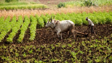 30A 96 Bhopal News: जैविक एवं प्राकृतिक खेती में प्रदेश को अग्रणी बनाने के प्रयास