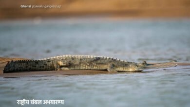 4A 1 देश के 80 प्रतिशत से अधिक घड़ियालों का घर है चंबल नदी