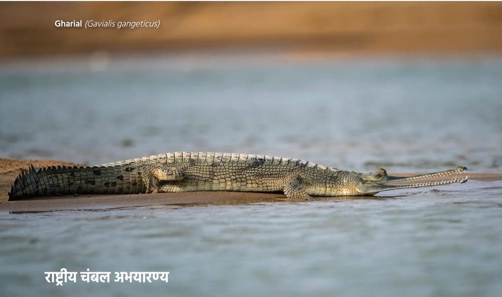 देश के 80 प्रतिशत से अधिक घड़ियालों का घर है चंबल नदी 1 4A 1 देश के 80 प्रतिशत से अधिक घड़ियालों का घर है चंबल नदी
