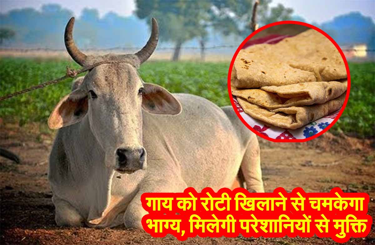 Astrology Tips: गाय को रोटी खिलाने से चमकेगा भाग्य, मिलेगी परेशानियों से मुक्ति 1 Astrology Tips for Cow