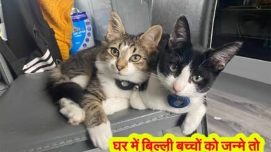 Astrology tips for cats