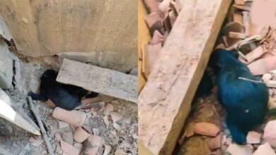 Cg 07 1 16 छत्तीसगढ़-कांकेर में भालू ने रिहायसी इलाके में जन्मे शावक, देखने पहुंचे ग्रामीणों पर किया हमला
