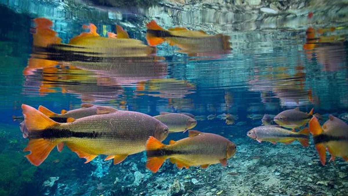 National News: मीठे जल वाले एक चौथाई जीवों के विलुप्त होने का खतरा 1 Fresh Water