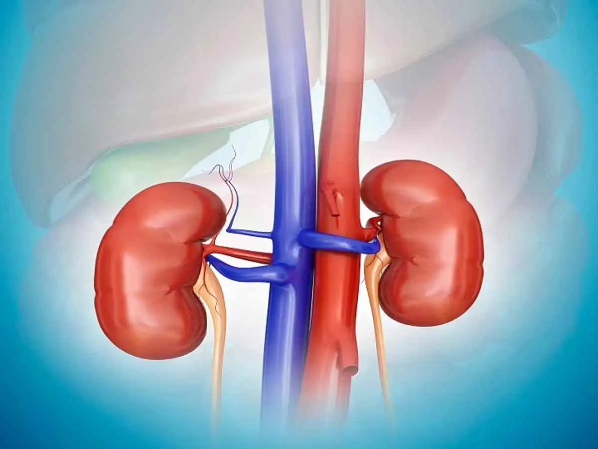 Health Tips: 10 आदतें जो आपकी किडनी को कर सकती हैं खराब, तुरंत छोड़ें ये गलतियां 1 Health Tips For Kidney
