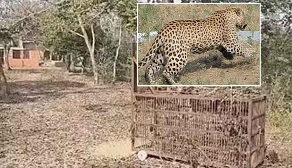 राजस्थान-अलवर में कंपनी बाग के पैंथर पर संशय, कॉलेज प्रशासन ने वन विभाग से की स्थिति स्पष्ट करने की मांग 1 Rajasthan 12 1 राजस्थान-अलवर में कंपनी बाग के पैंथर पर संशय, कॉलेज प्रशासन ने वन विभाग से की स्थिति स्पष्ट करने की मांग