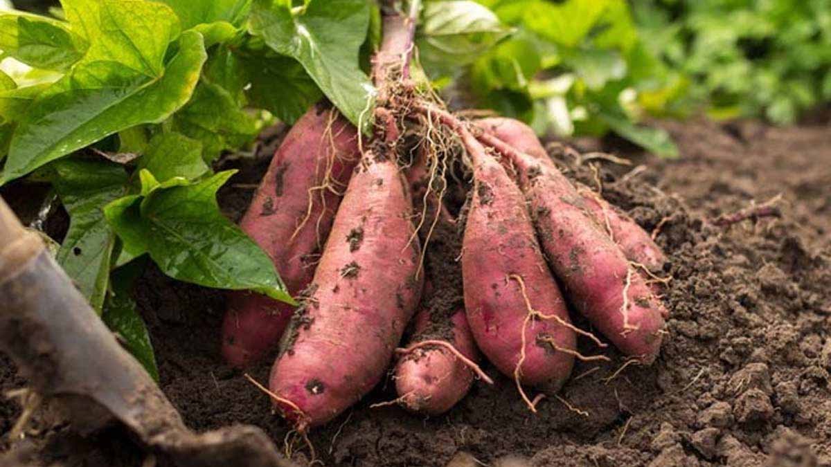 Health Tips: आंखों के लिए लाभकारी, कैंसररोधी तत्वों से भरपूर है Sweet Potato 1 Sweet Potato
